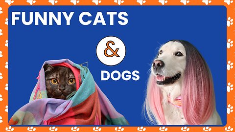 Best Funniest Animal Videos 2023 😂 Funny Cats and Dogs 😹🐶