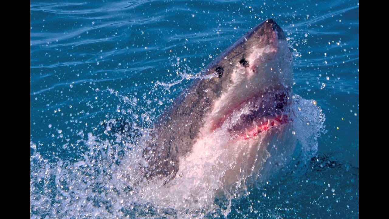 Great White Bites Girl in Half Head to Waist