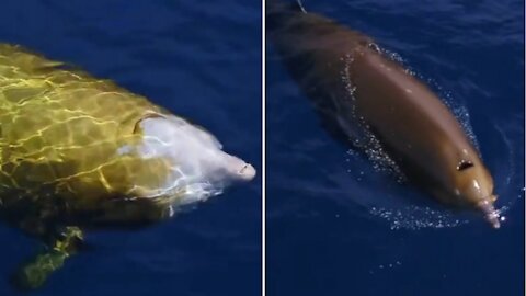 Yellow Whale Sighting Cuvier's Rare Pelagic Beak