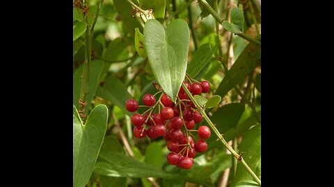 Sarsaparilla Root (Smilax Officinalis)