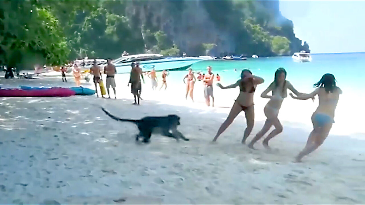 HAHAHA Try Not to Laugh - Funny Fails