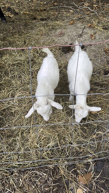 Kid Goats 🐐 #ChamberlinFamilyFarms #Baby #goats #farmanimals