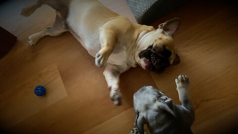 Turbeau and Ladybug Rolling Around Wrestling for the Ballie