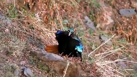 The Himalayan monal