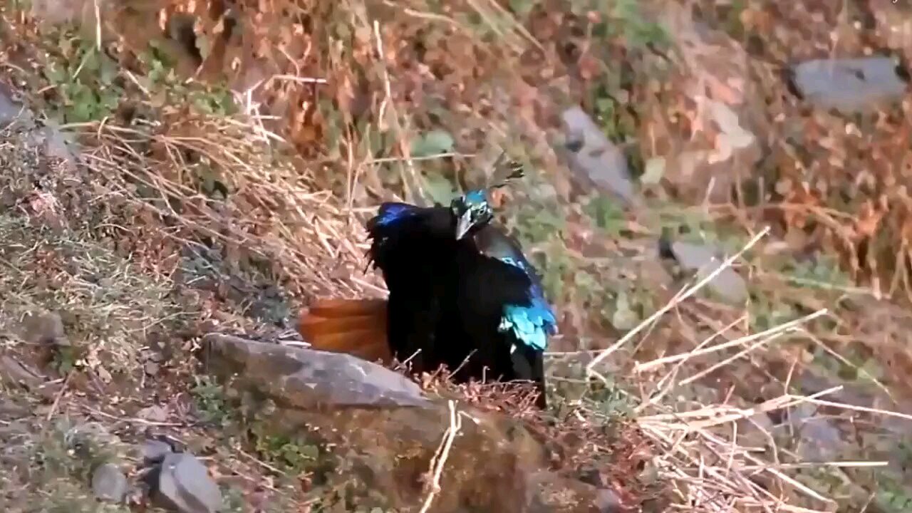 The Himalayan monal