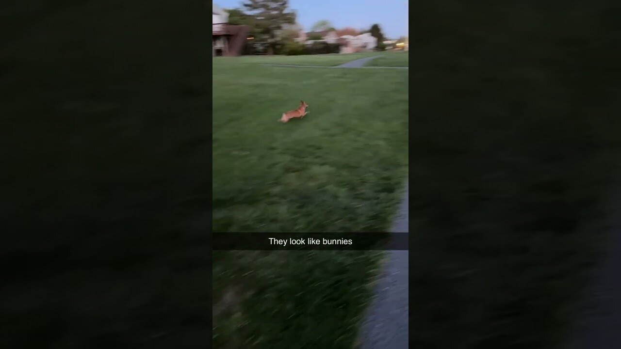 Little dogs running around outside