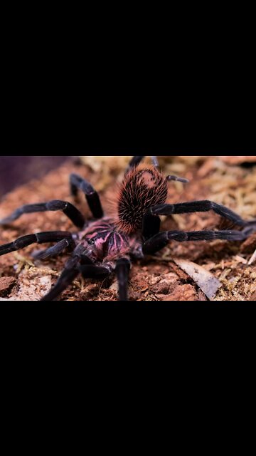 Feeding Huge Tarantulas Hornworms! #shorts