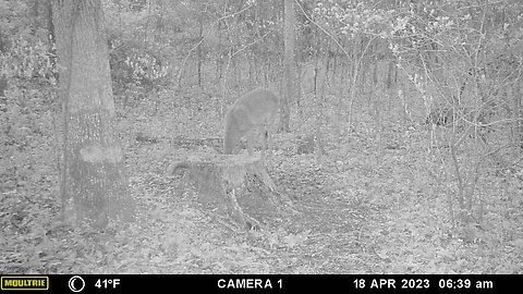 Deer headbutt