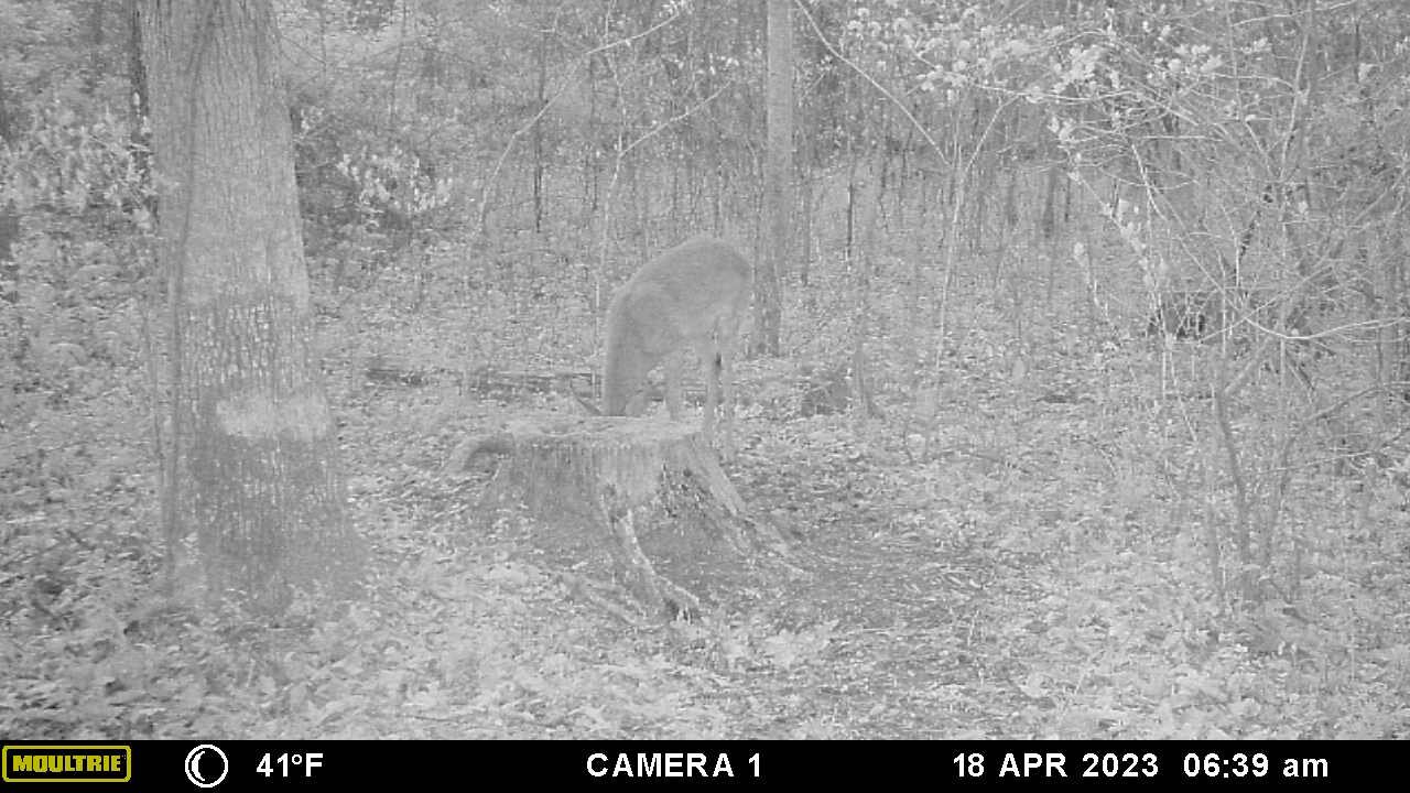 Deer headbutt