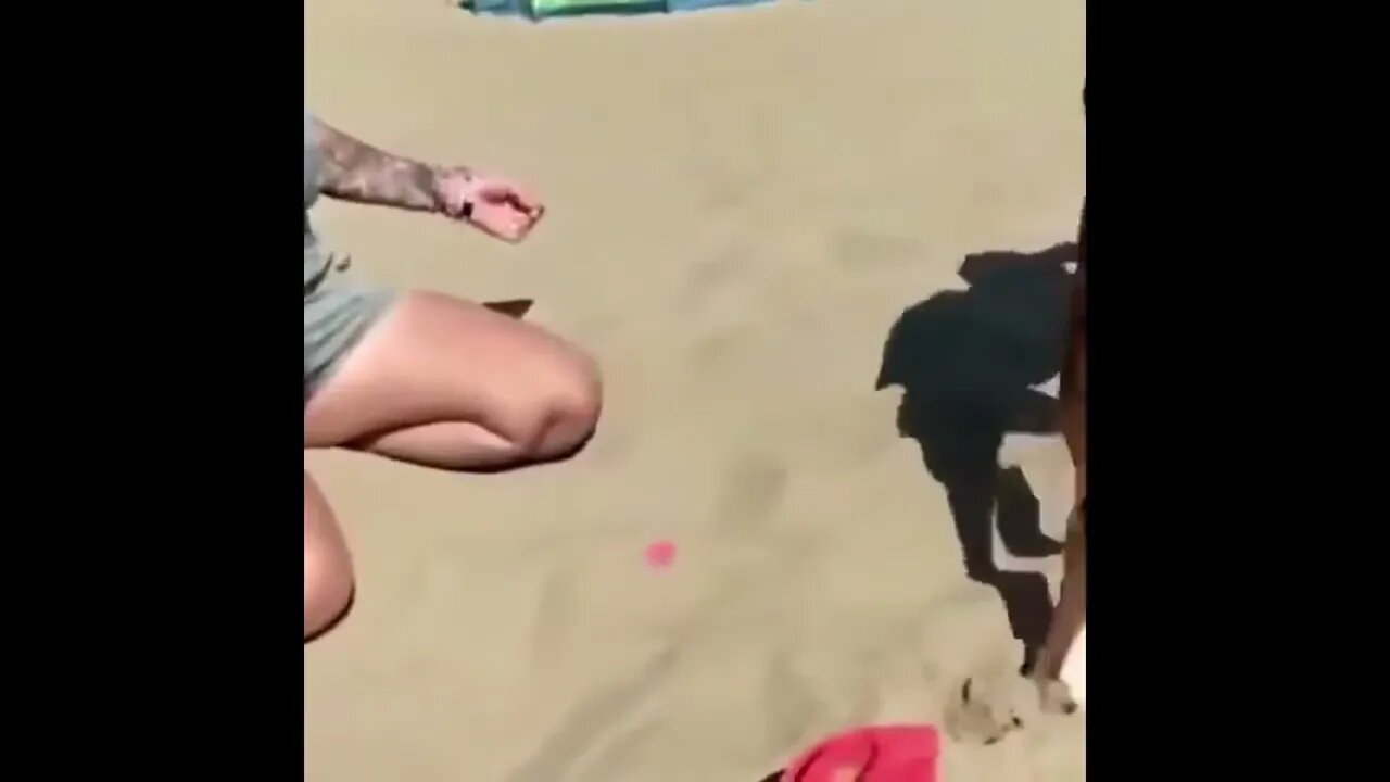 Dog gets bamboozled.