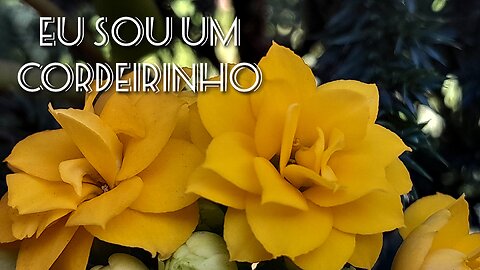 📖Jardim de louvor-13-Harpa Cristã (Eu sou um cordeirinho)🐑🐑