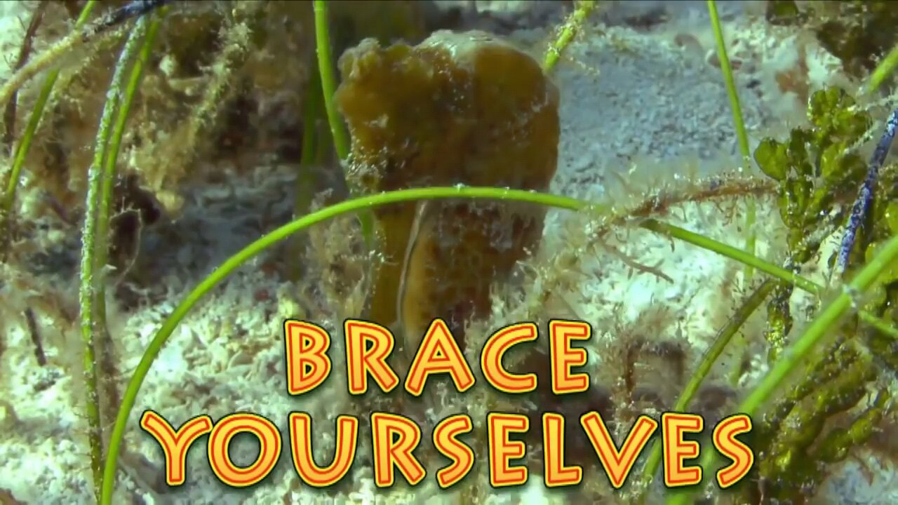 Seahorse Birth Caught on Camera!