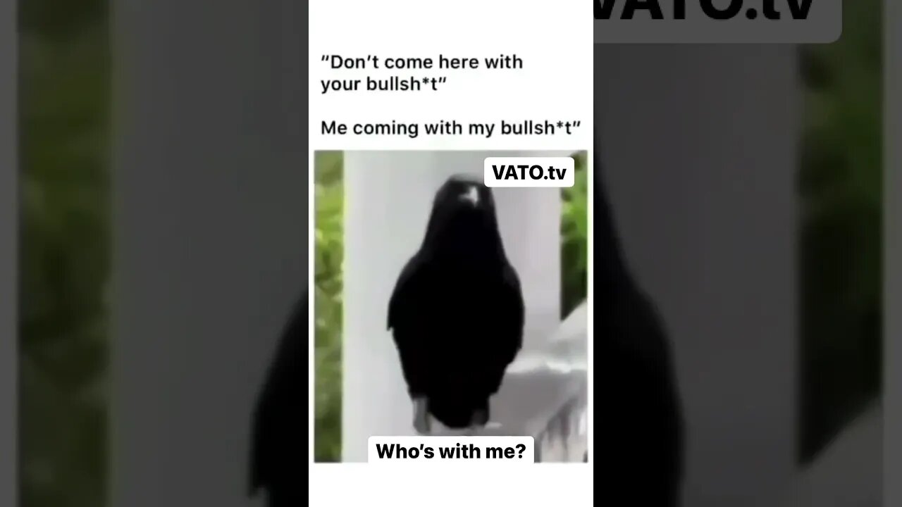 This black bird is coming at you with some BS! #Shorts #FunnyBirds #FunnyMeme