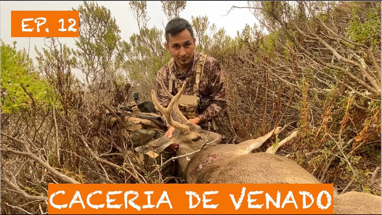 CACERIA DE VENADO @ 450 YARDAS CON RIFLE 308 #hunting #cacería #venados #venados #ballesta #hunter