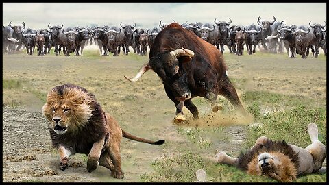 Buffalo fight back lion