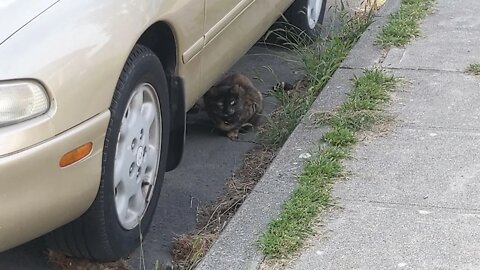 He wants to say hi to the cat so bad