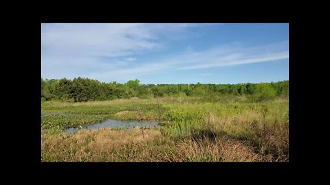 Okeeheepkee Prairie Preserve facing West - Springtime in Tallahassee 2022