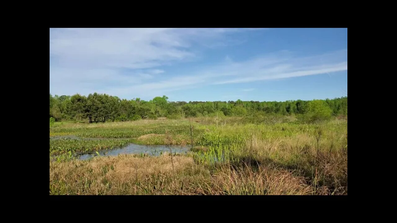 Okeeheepkee Prairie Preserve facing West - Springtime in Tallahassee 2022