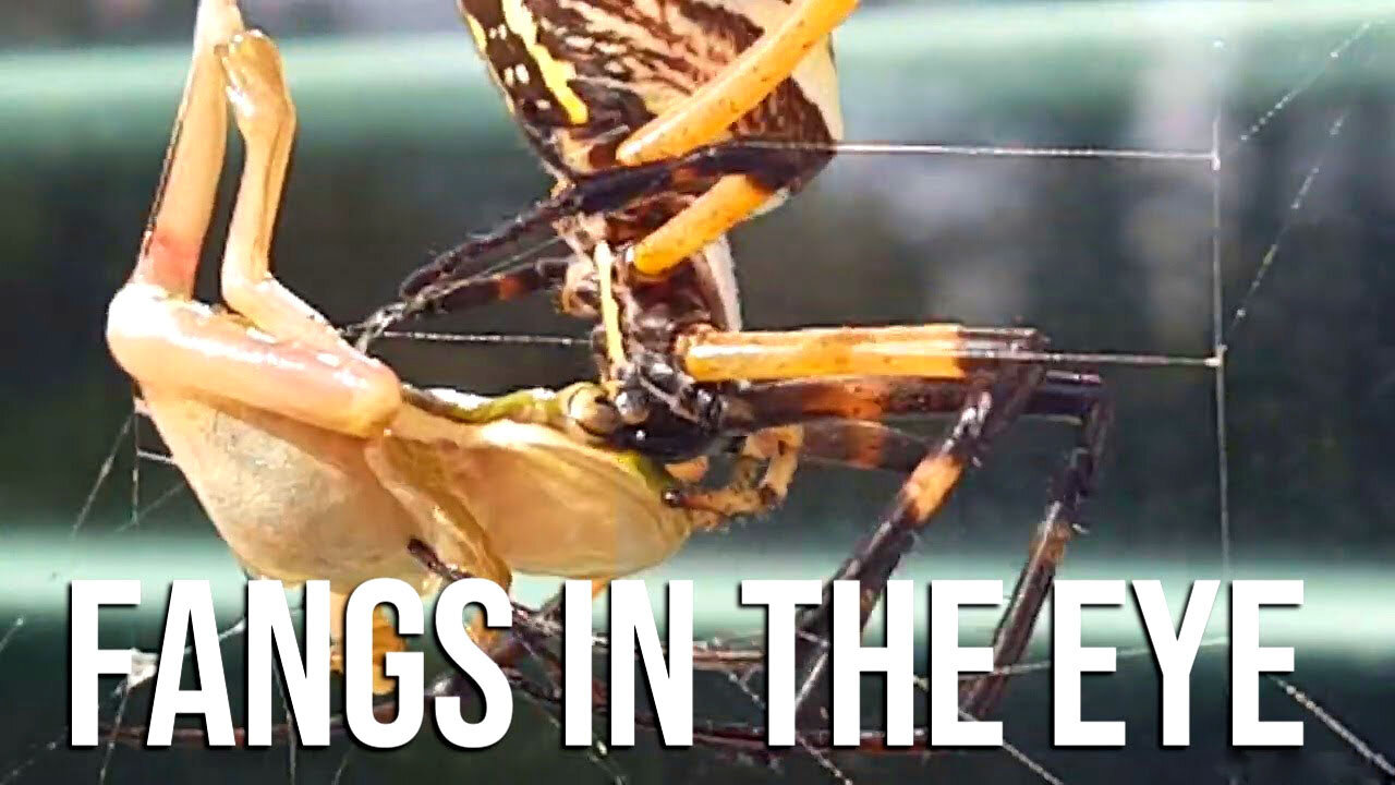 Fangs in the eye - a huge garden spider that the frog eats