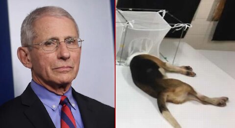 Experiments On Animals? Fauci & More.