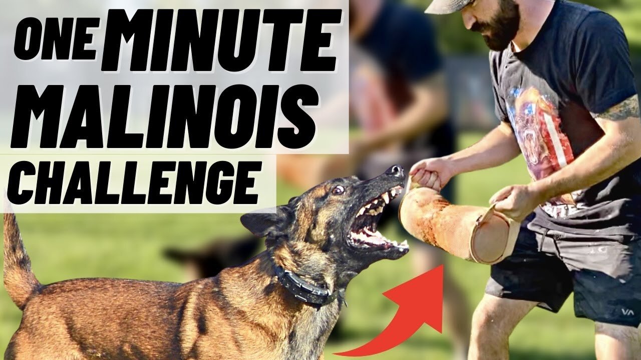 How Many Times Can My MALINOIS BITE In 1 MINUTE??