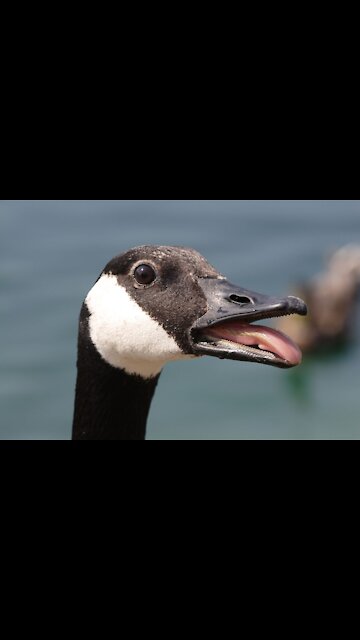 Forcing Canadian Cobra Chickens & Their Babies Off The Road