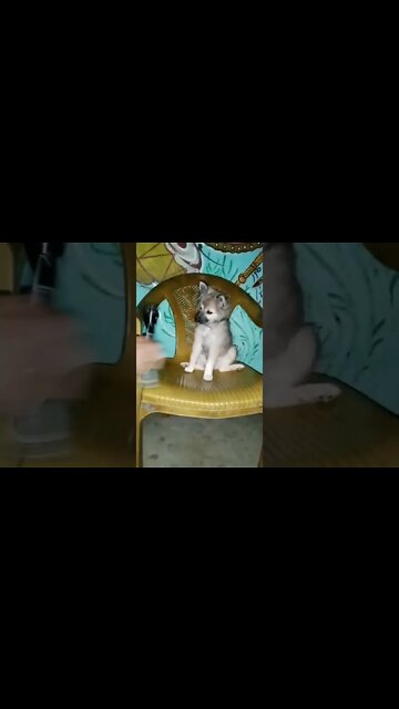 so cute puppy video 🐕|Johny Johny yes papa poem 🥰|#shorts #shortvideo #dogs #puppy #cute
