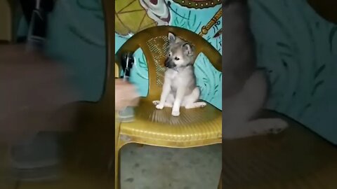 so cute puppy video 🐕|Johny Johny yes papa poem 🥰|#shorts #shortvideo #dogs #puppy #cute