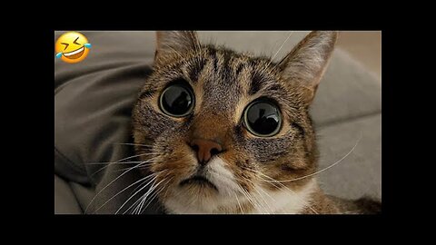 Funny animal videos- Funny cats⧸dogs - Funny animals