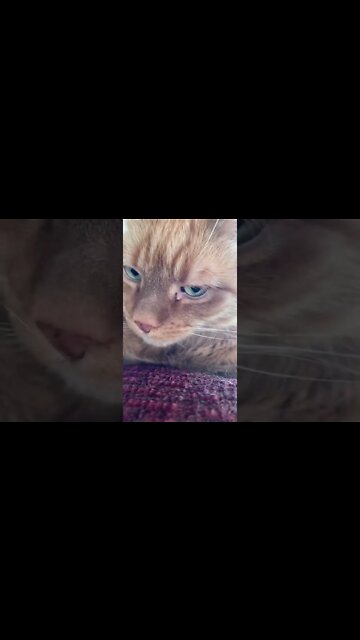 My cat being adorable in the sun