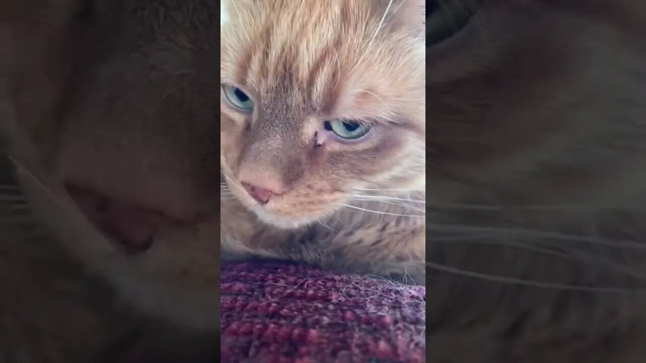 My cat being adorable in the sun