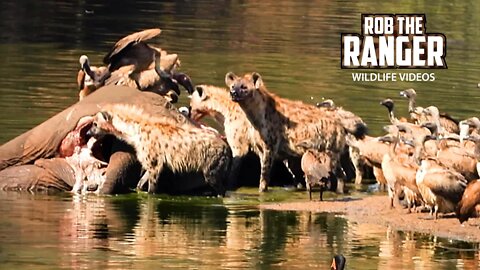 Hyenas, Vultures, And Crocodiles Feed On An African Elephant | Kruger National Park