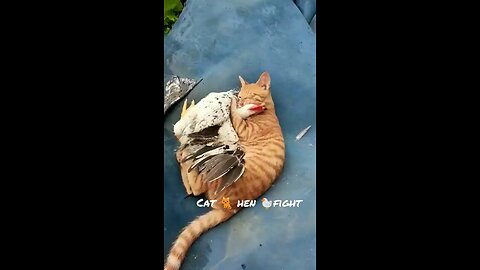 cat and hen fighting