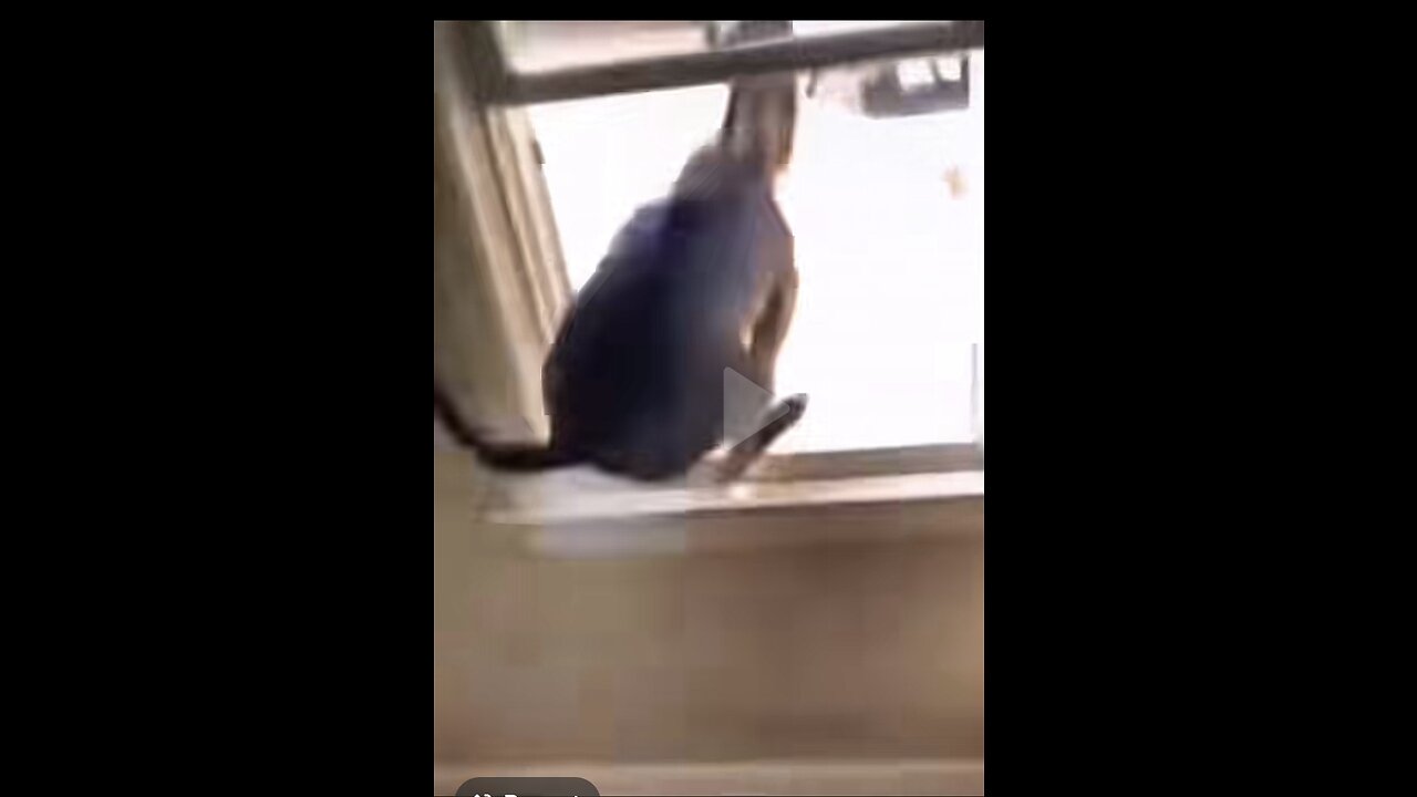 This Dog gotta Be The Worst 😂😂😂😂