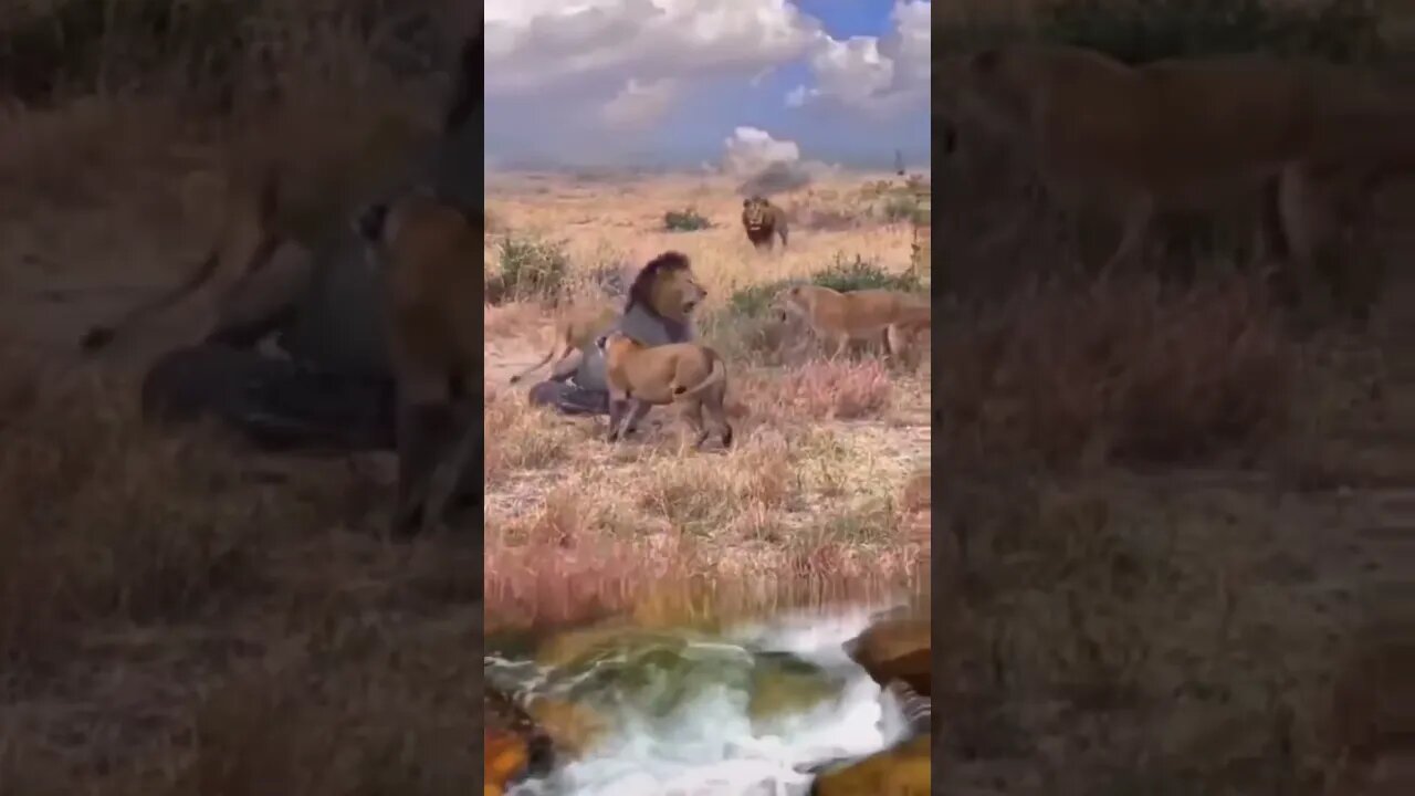 a lei dos mais forte #shorts