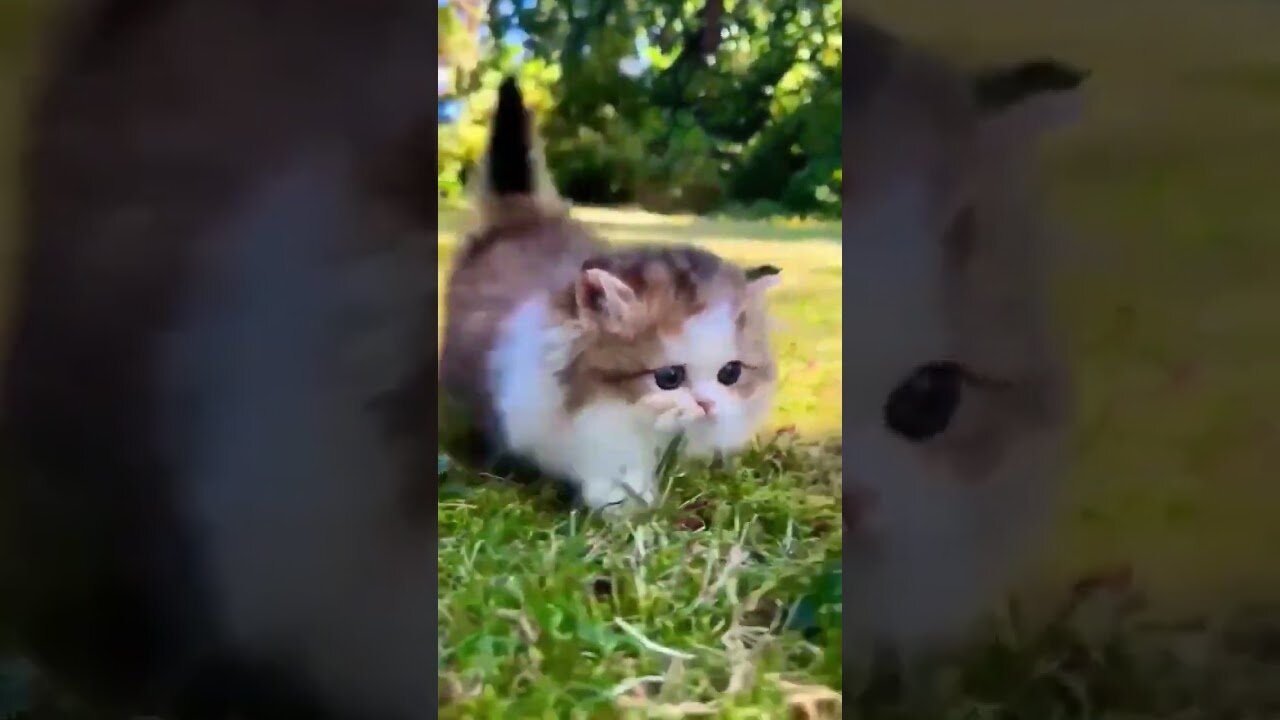 Cute Babycat #kitten #cutebaby 🐱❣🐈