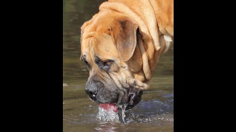 Keeping XL Breed Dogs (Mastiffs) Hydrated while nursing