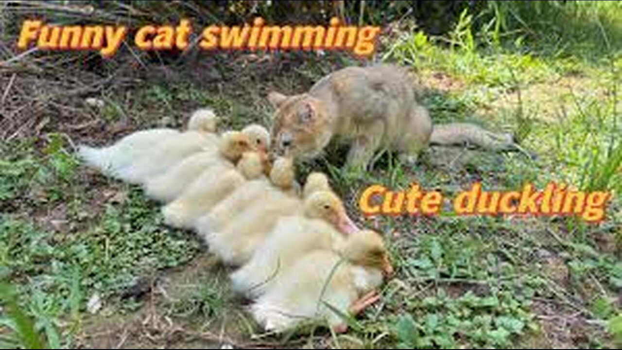 Kittens take ducklings to swim. Cats are diving champions!Funny and lovely animal video.