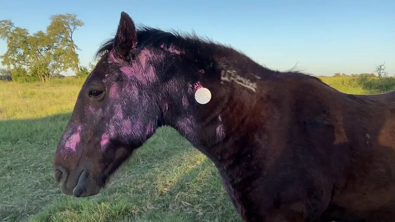 Follow UP on Mr. T Sweet Itch Treatment