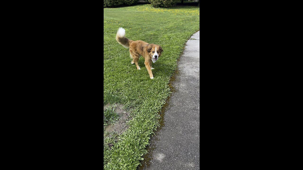 I feel the need The need for speed