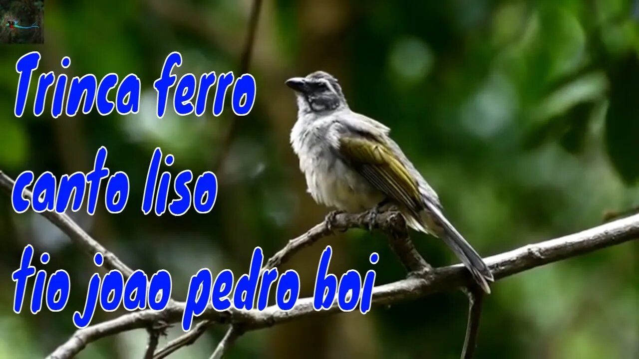 TRINCA FERRO CANTO LISO DISPUTA TIO JOAO PEDRO BOI