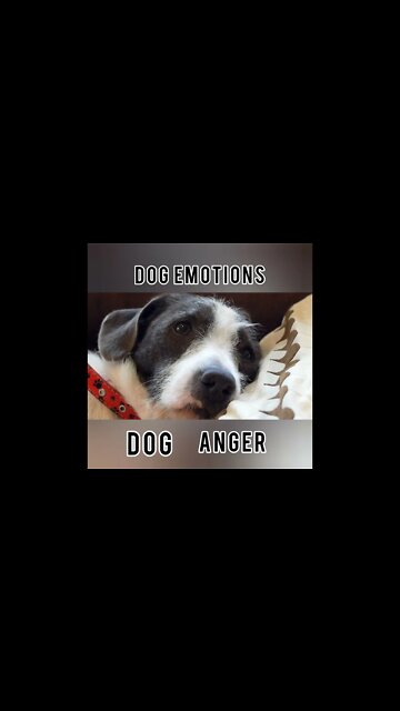 About Dog Anger #Ubertainment #ytshorts #Dogs #doganger #Animals #Fun #viral #viral2022 #trending
