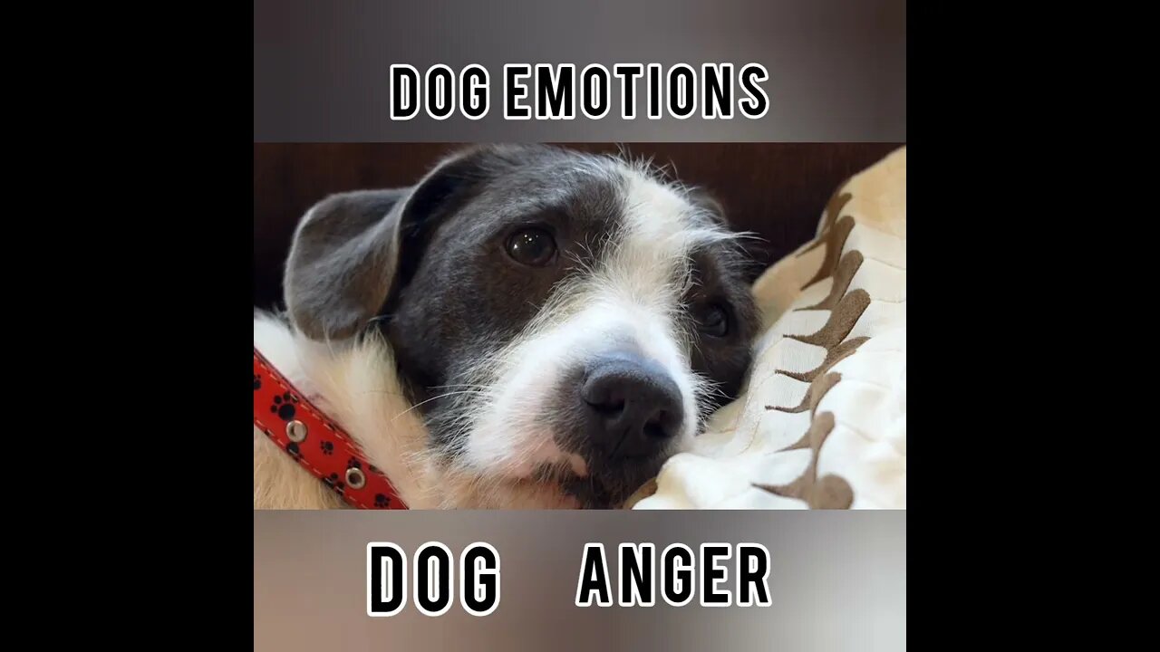 About Dog Anger #Ubertainment #ytshorts #Dogs #doganger #Animals #Fun #viral #viral2022 #trending