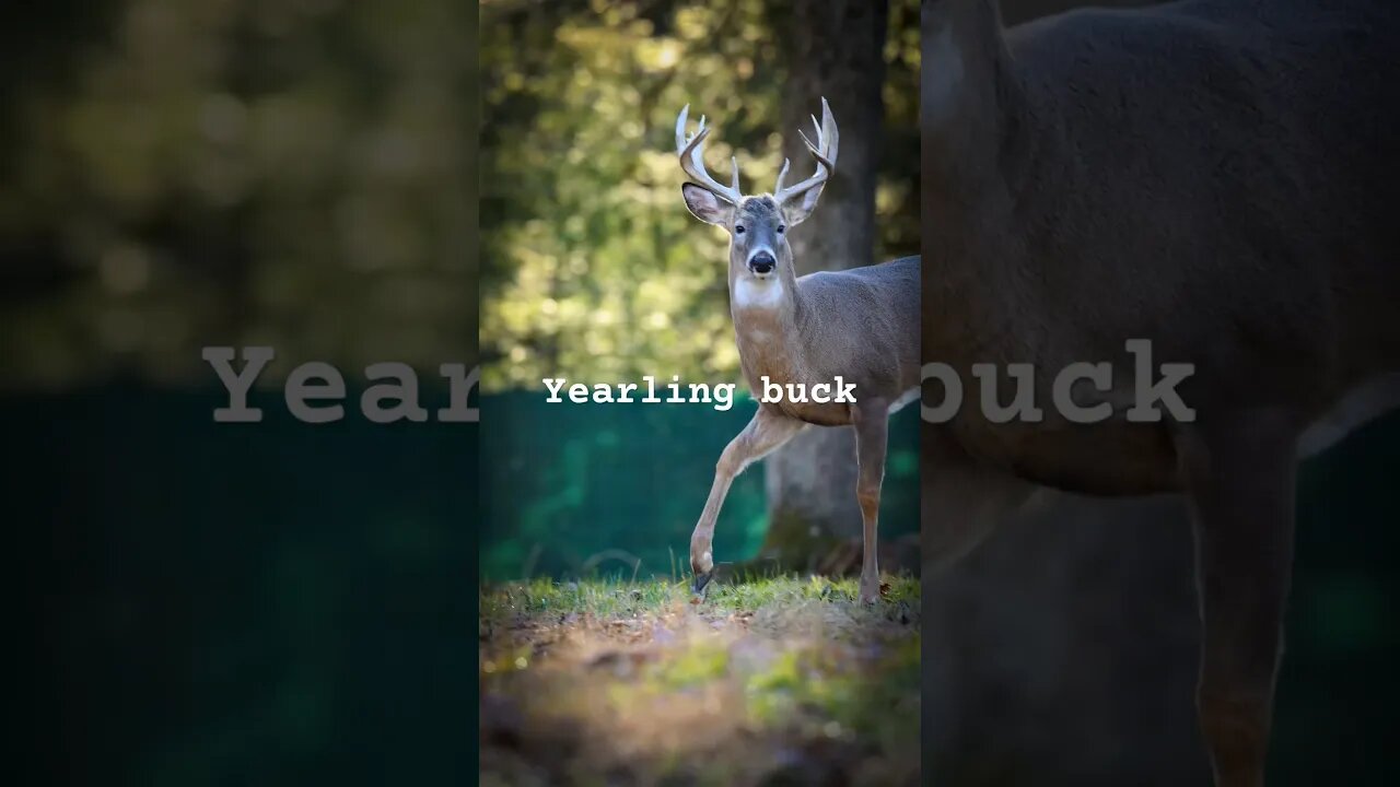 1.5 year old buck cruising the girls. #whitetaildeer #deer deer #deerfarming #pdfa #whitetailbuck