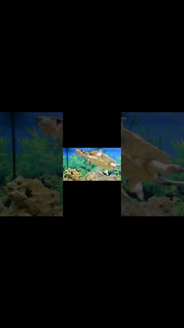 World's Most Dangerous Turtle #shorts