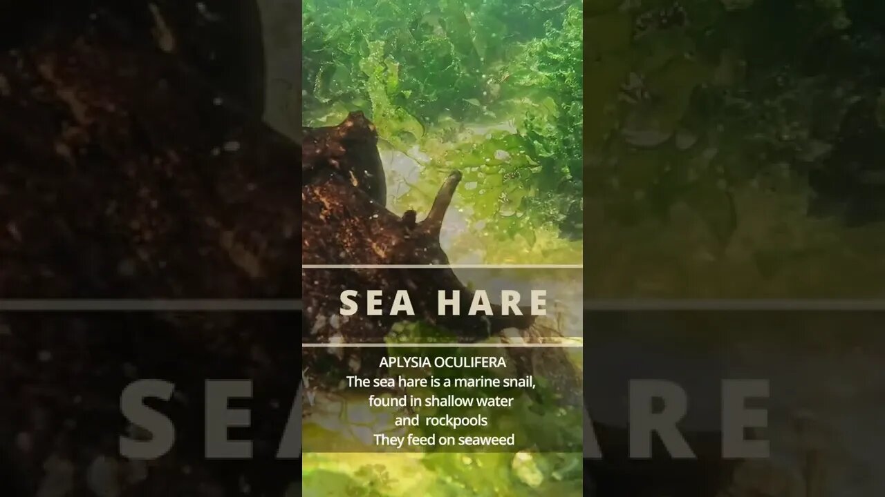 SEA HARE among photosynthesising seaweeds.See oxygen bubbles being produced