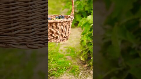 Food Video #shorts #youtube #youtubeshorts