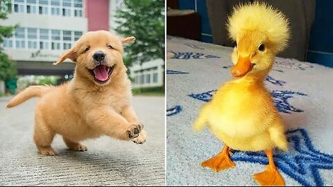 Funniest Animals 2024 😂 Best Funny Cats and Dogs 😻🐶 Part 18 | Cute Baby Dogs