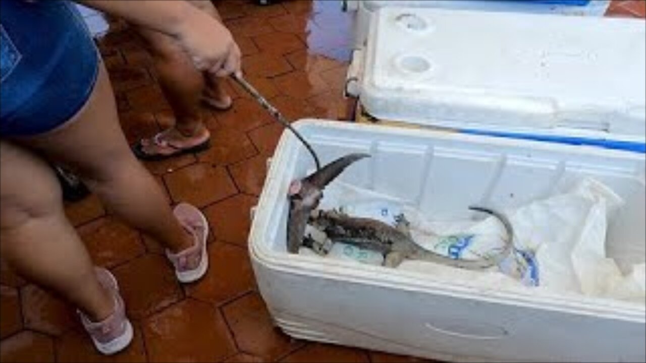 Fish bandit iguana climbs into cooler to boldly feast on tuna