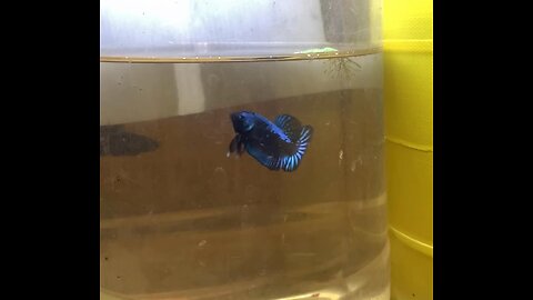 Samurai betta fish with Blue Turquoise colors